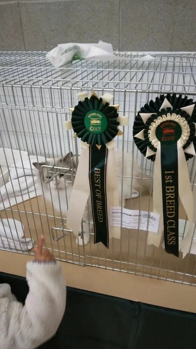 🏆Ragdoll x British Shorthair Kitten - Last Girl🏆 - Image 4