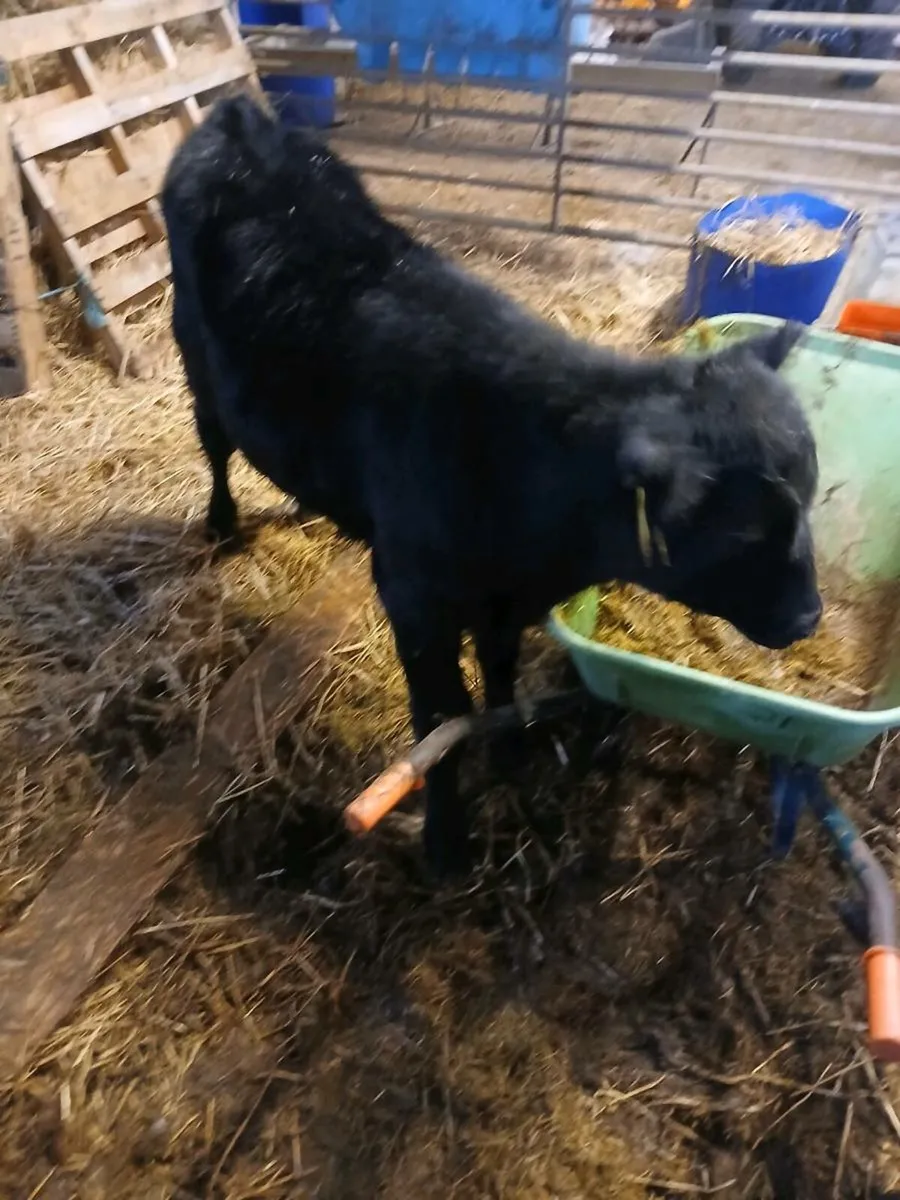 Angus bull calf weaned