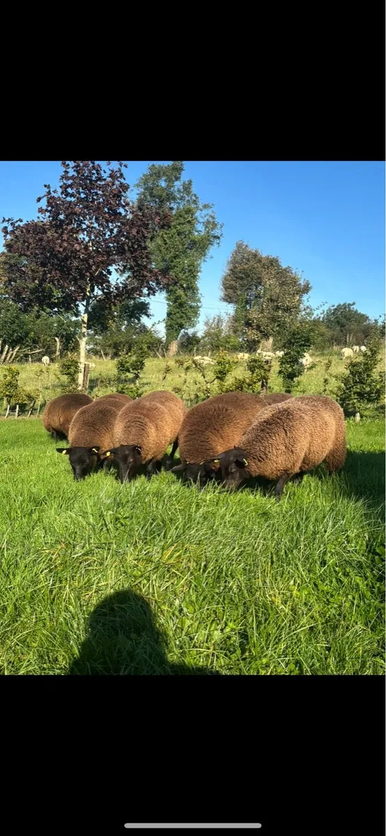 ⚡️⚡️Christmas crackers ⚡️⚡️ - Image 1