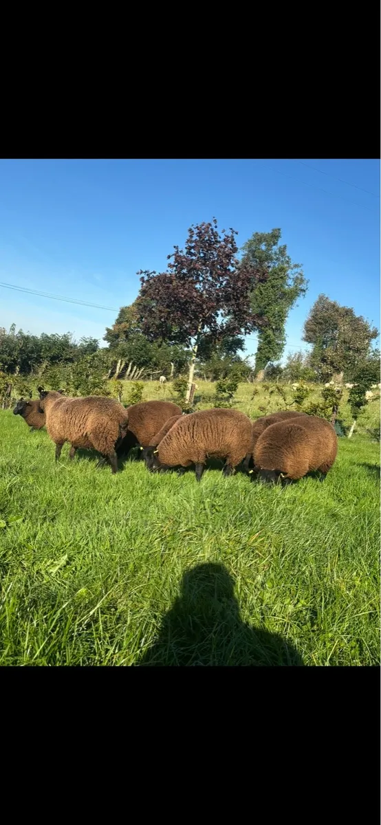 ⚡️⚡️Christmas crackers ⚡️⚡️ - Image 2