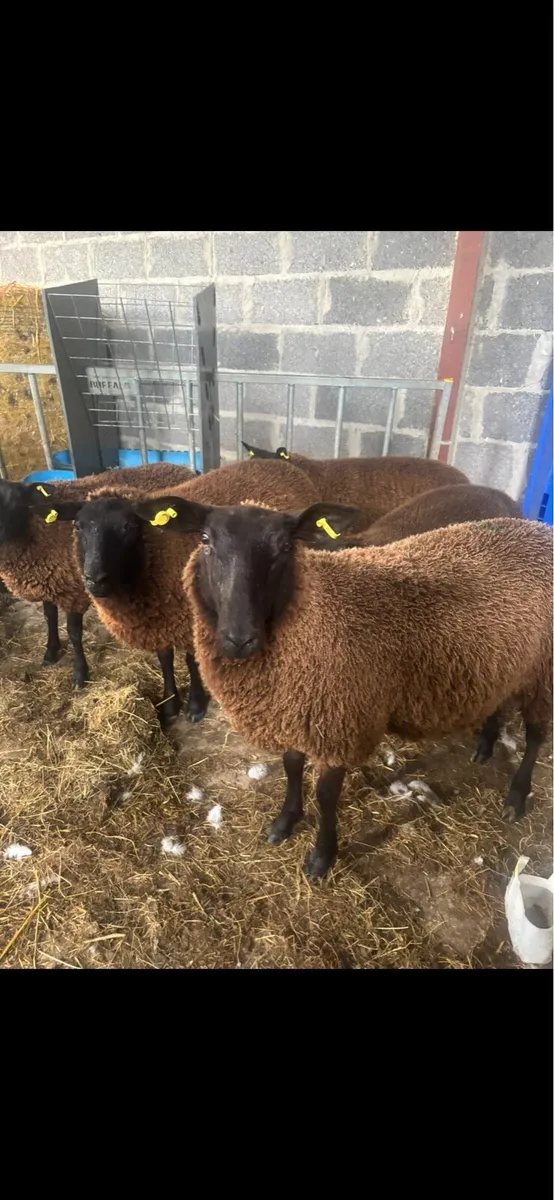 ⚡️⚡️Christmas crackers ⚡️⚡️ - Image 3