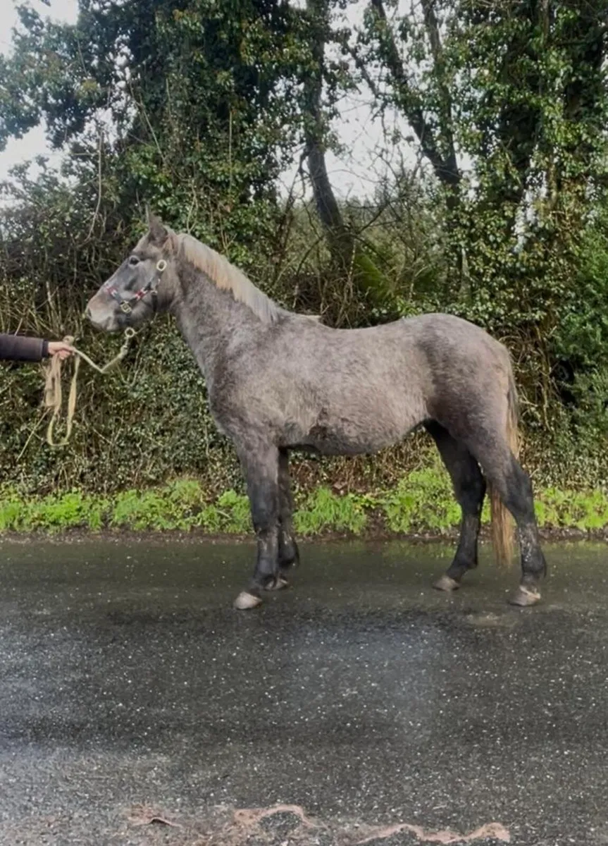 Rising 3 year old RID Colt - Image 1