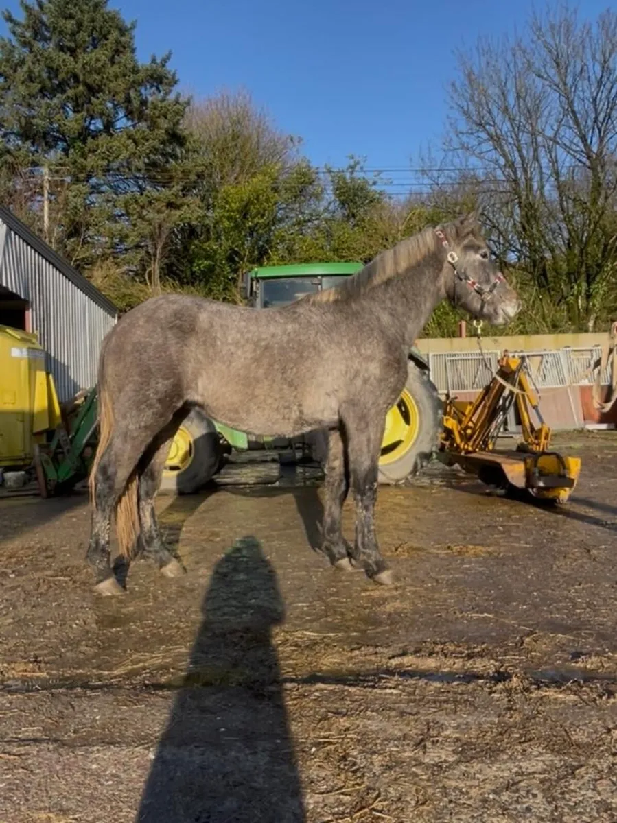 Rising 3 year old RID Colt - Image 2