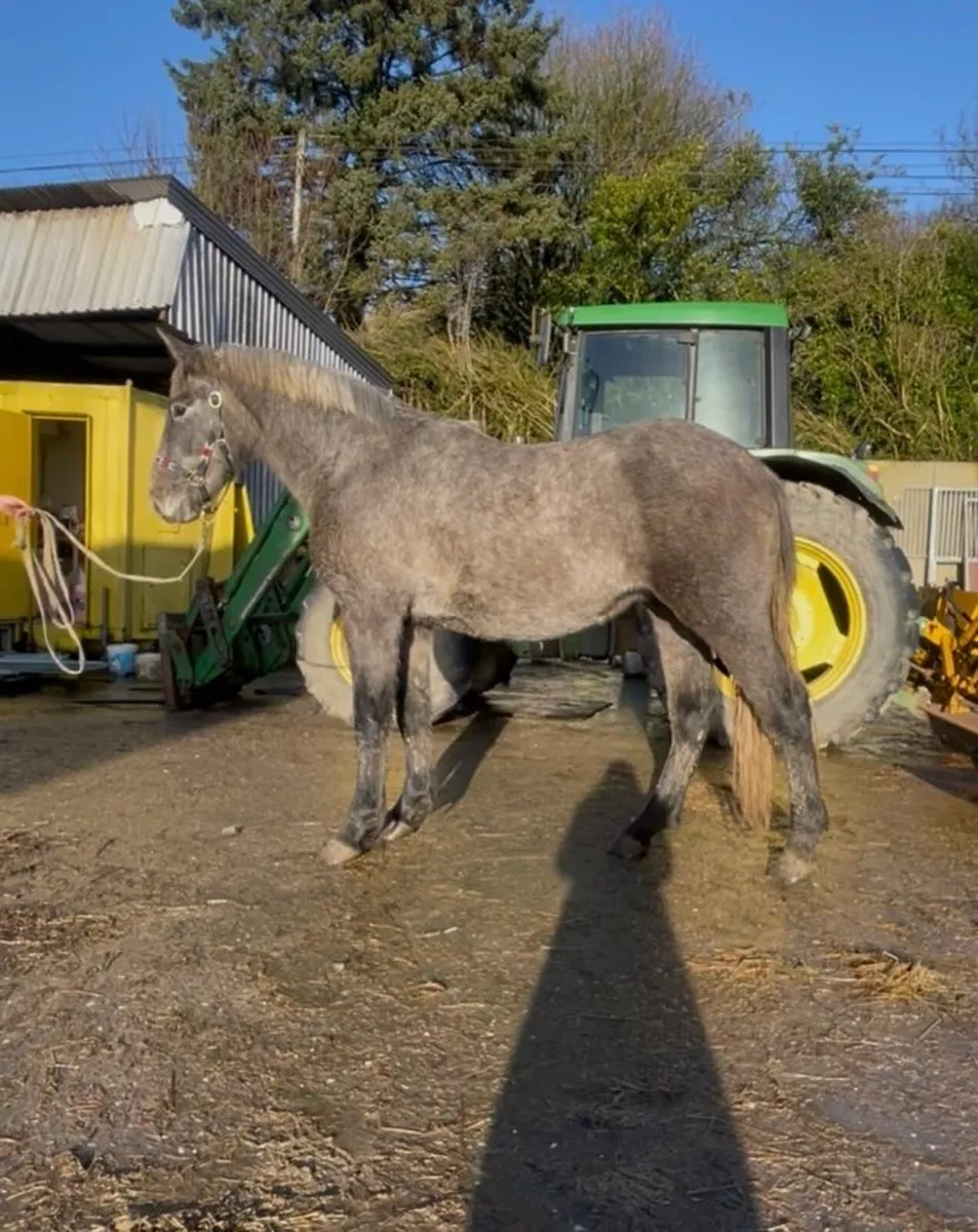 Rising 3 year old RID Colt - Image 3