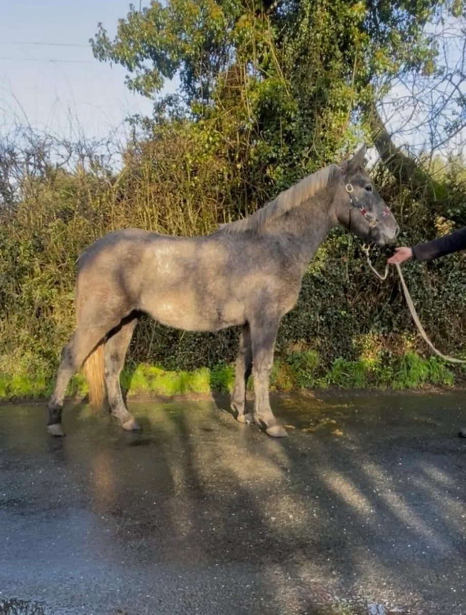 Rising 3 year old RID Colt - Image 4