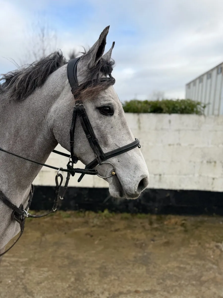 2022 Connemara Mare - 148 / 14.2 - Image 1