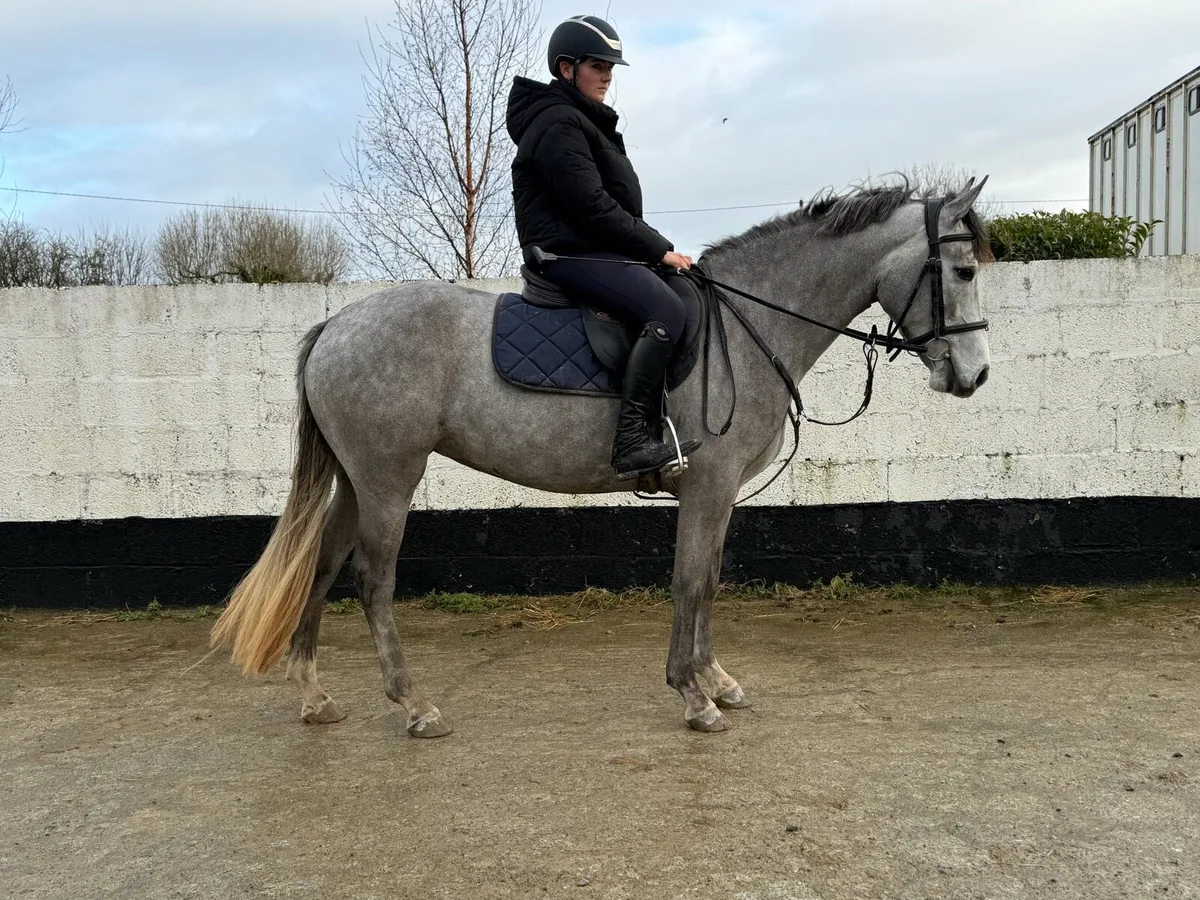 2022 Connemara Mare - 148 / 14.2 - Image 3