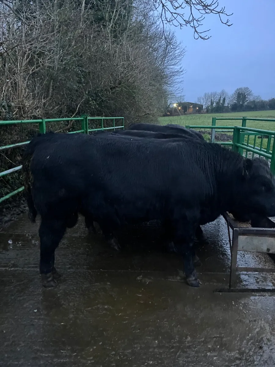 Pedigree Aberdeen Angus Bulls & Heifers For Sale - Image 2