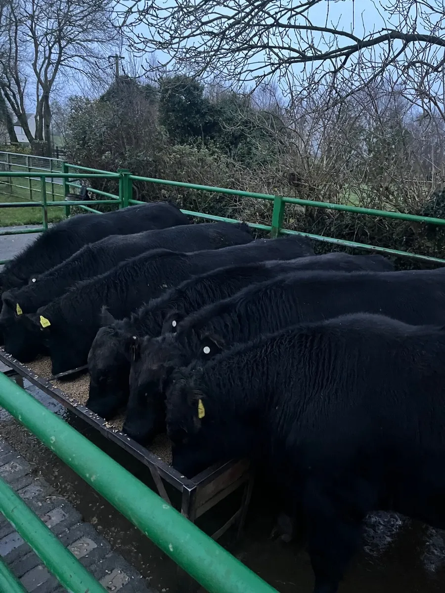 Pedigree Aberdeen Angus Bulls & Heifers For Sale - Image 3