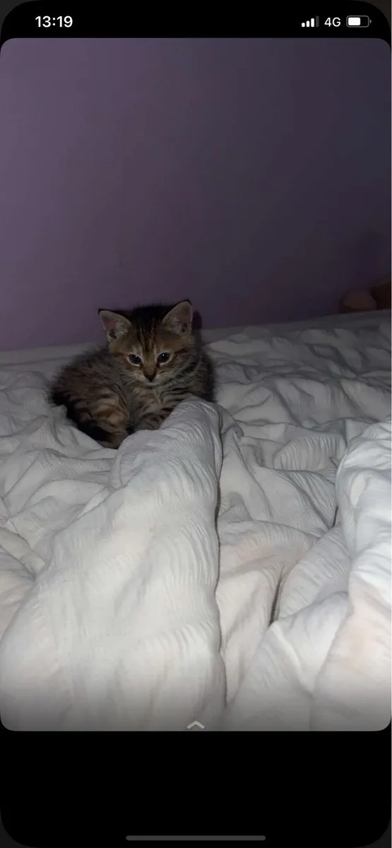 Tabby kitten - Image 1
