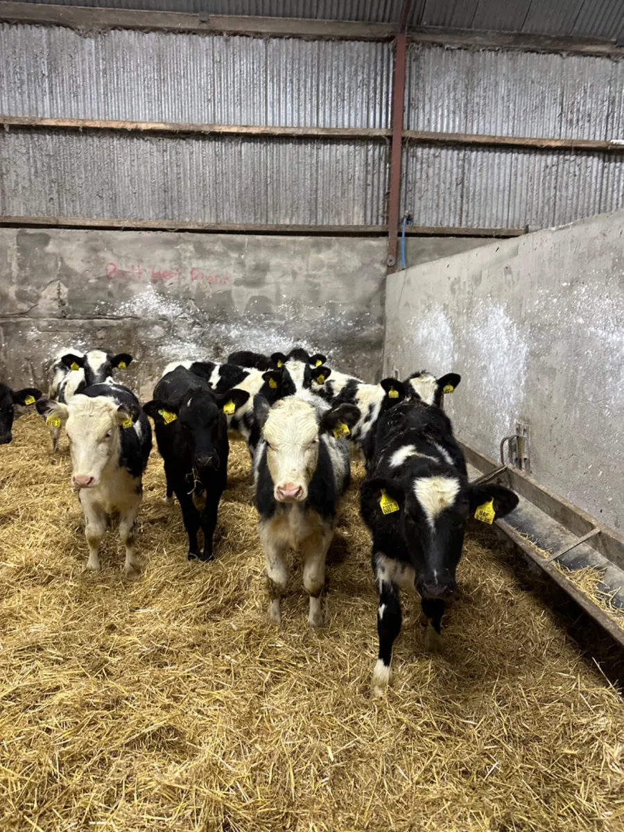 Blue and Angus heifers - Image 3