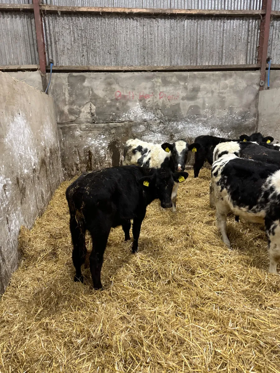 Blue and Angus heifers - Image 4