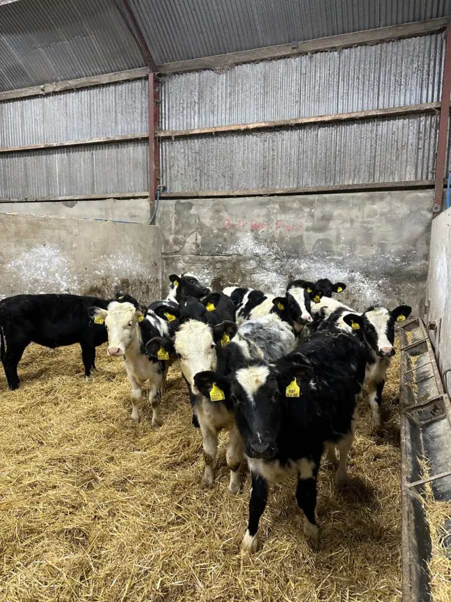 Blue and Angus heifers - Image 2