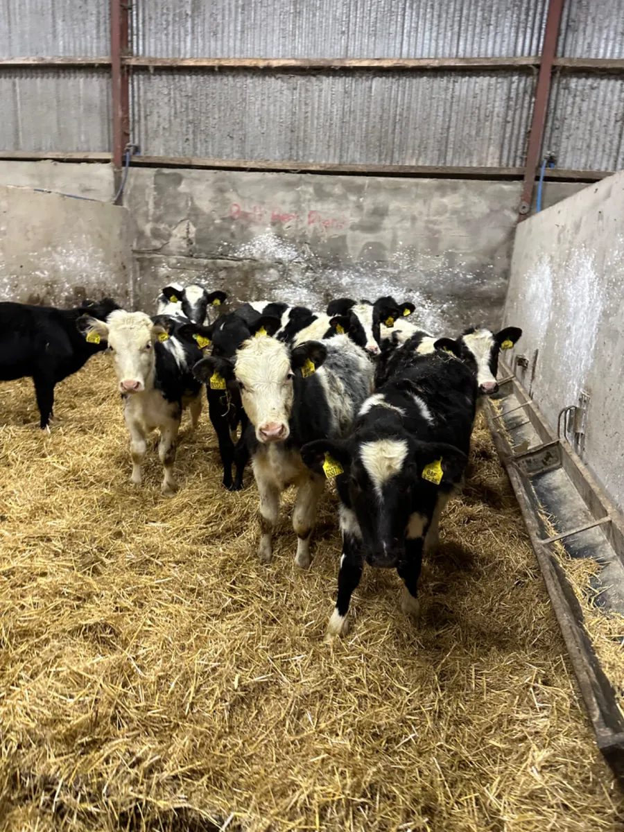 Blue and Angus heifers - Image 1