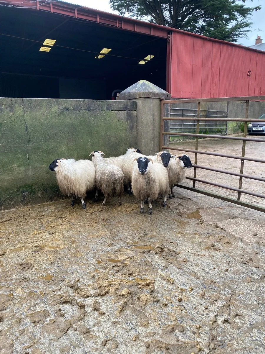 Horned ewe lambs - Image 1