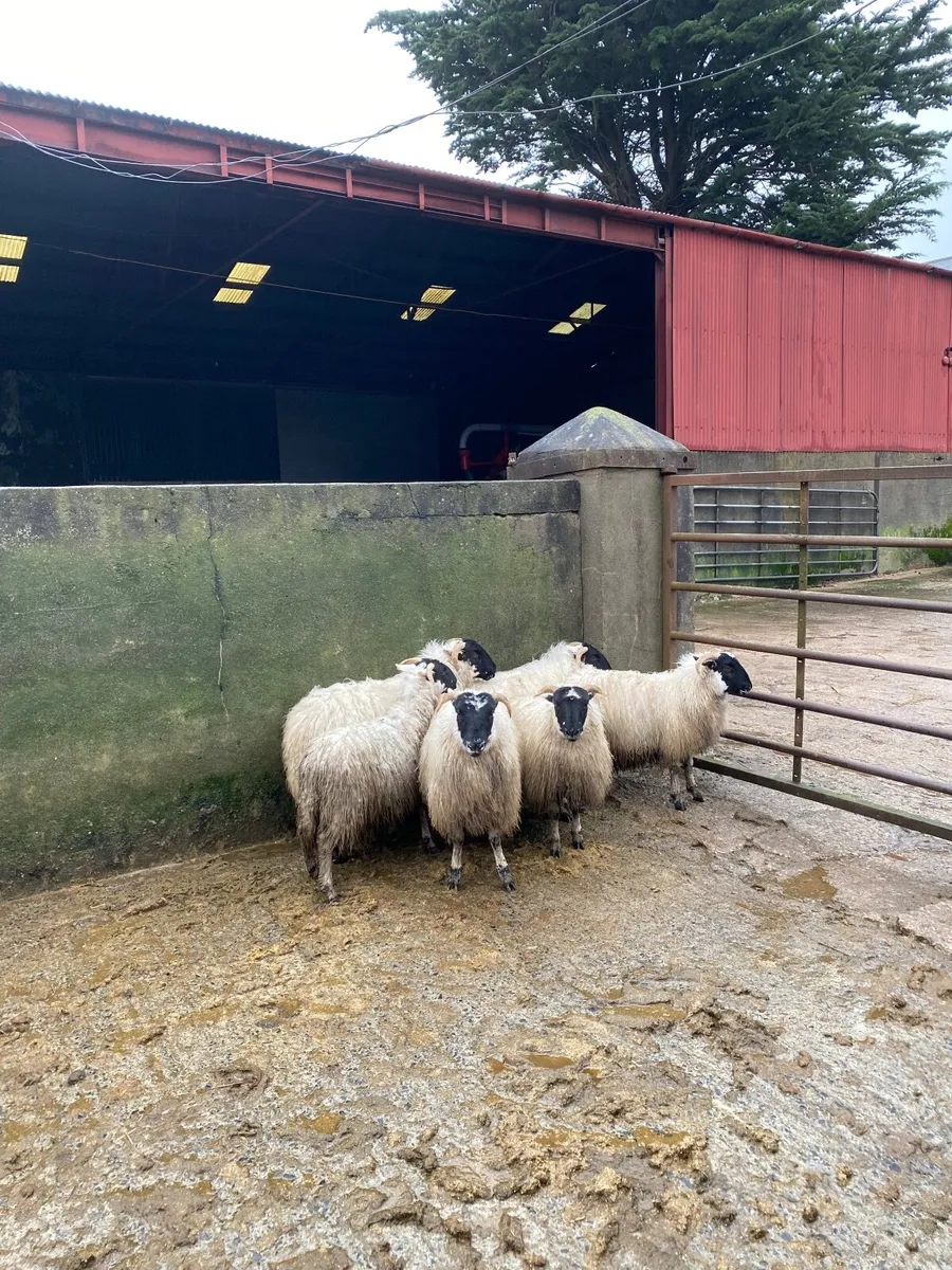 Horned ewe lambs - Image 2