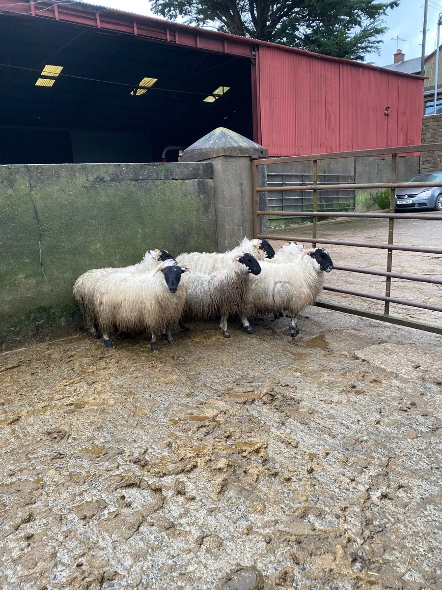 Horned ewe lambs - Image 3