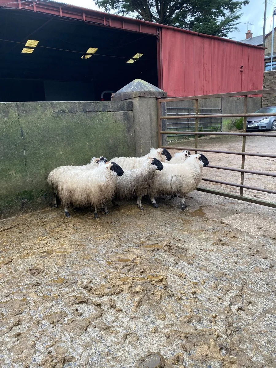 Horned ewe lambs - Image 4