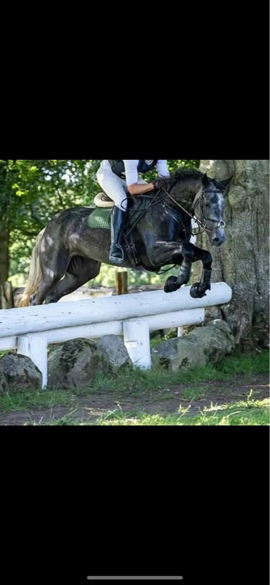 17h ID horse - Image 1