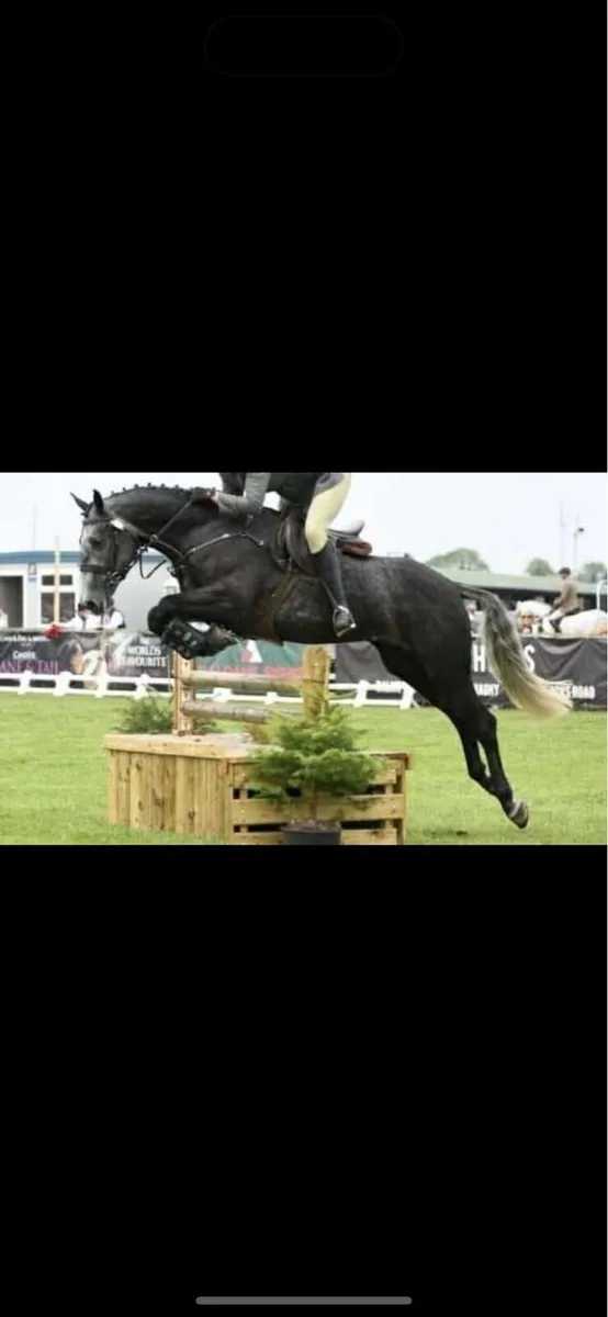 17h ID horse - Image 2