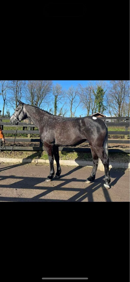 17h ID horse - Image 3