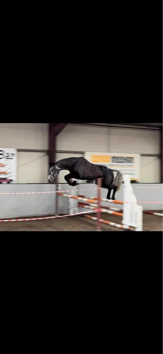 17h ID horse - Image 4