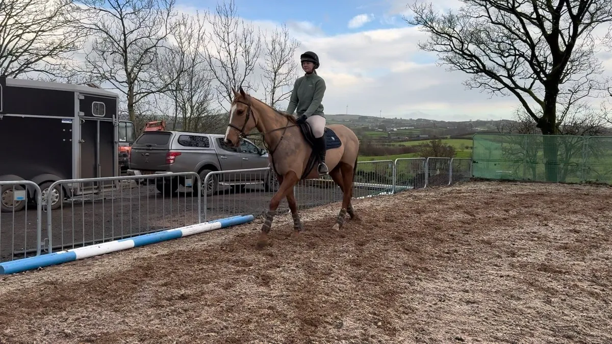 Molly - 15.2 mare - Image 1