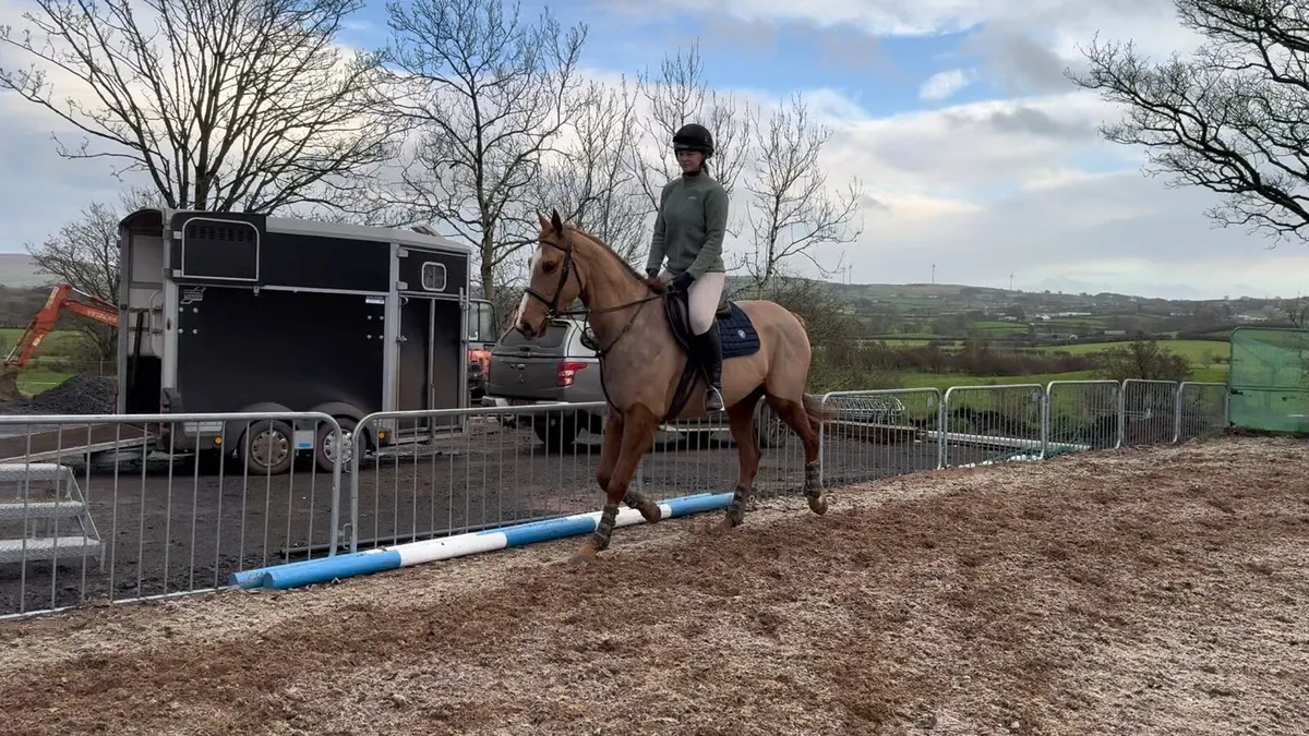 Molly - 15.2 mare - Image 2