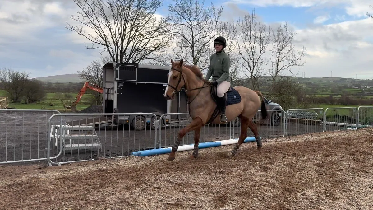 Molly - 15.2 mare - Image 3