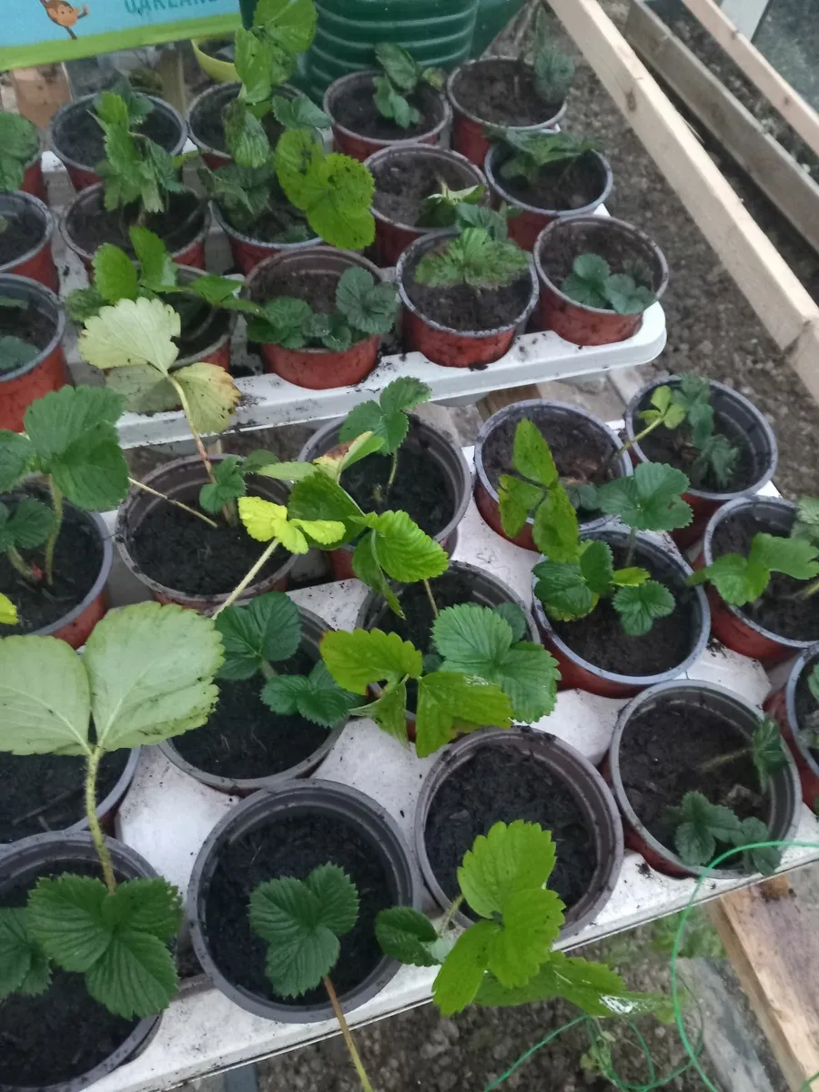 Strawberry plants