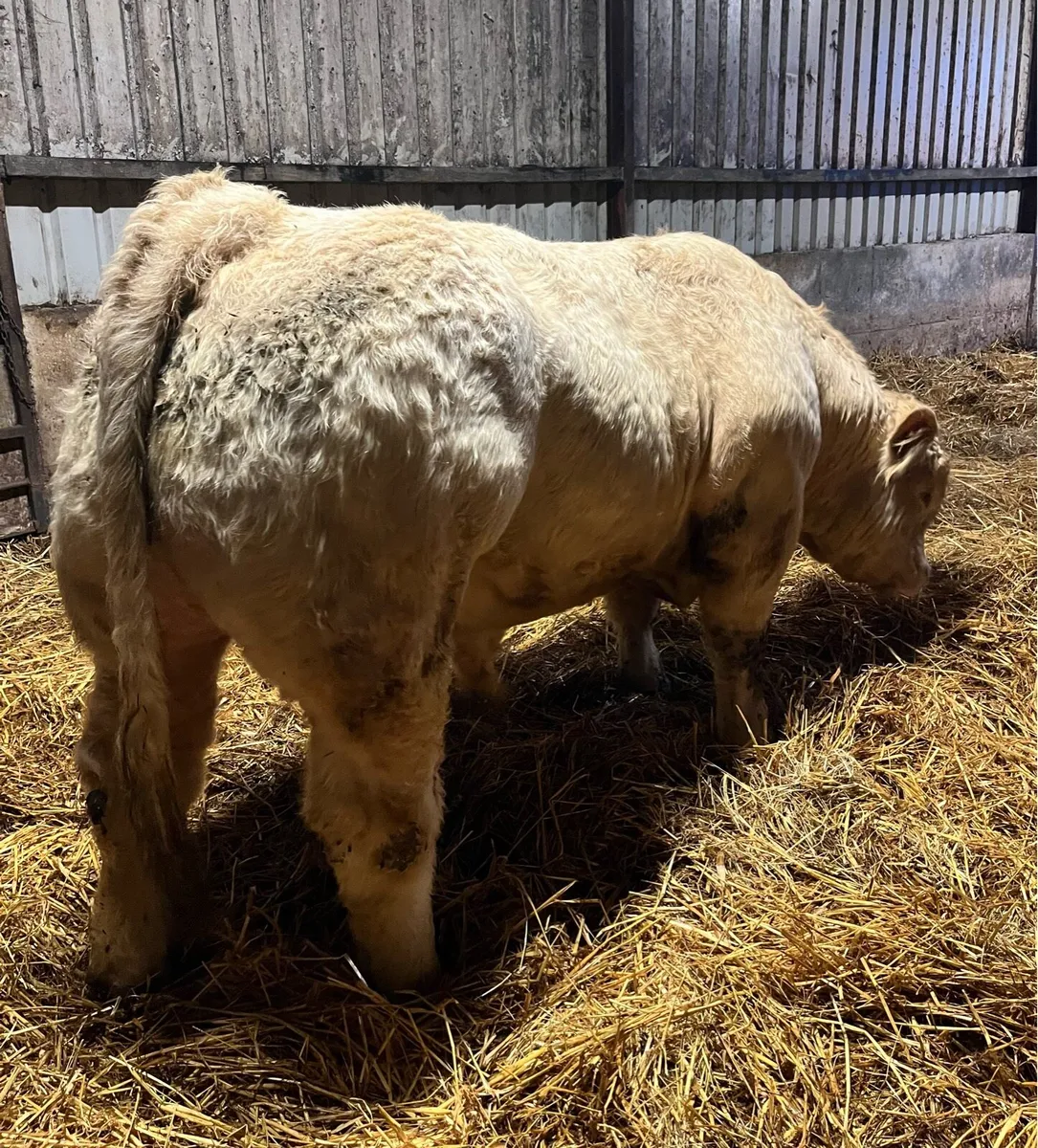 Pedigree Charolais Bull - Image 1