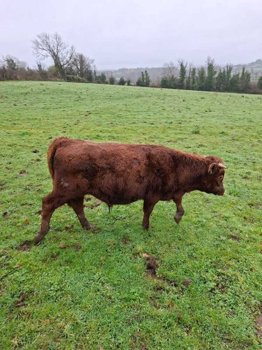 Organic Dexter Bullocks - Image 2