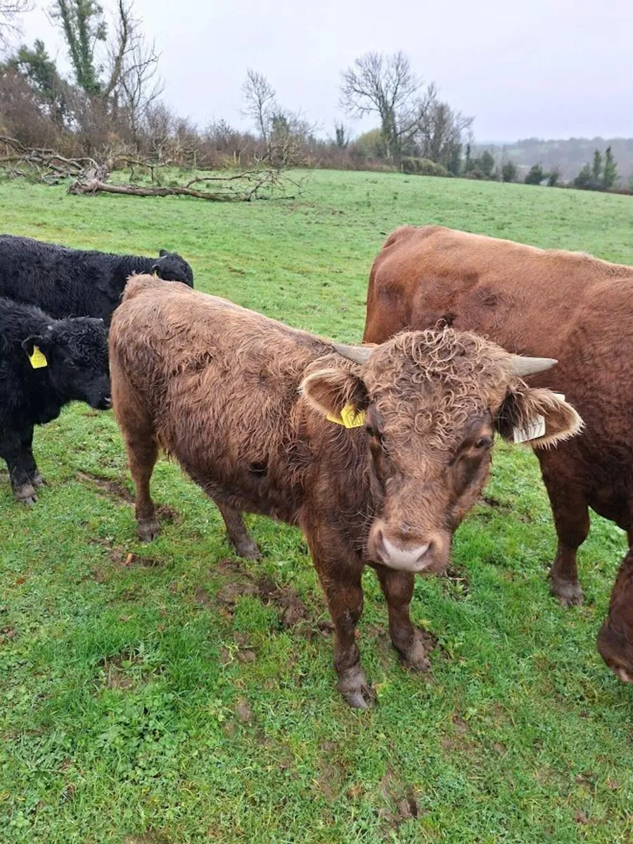 Organic Dexter Bullocks - Image 3