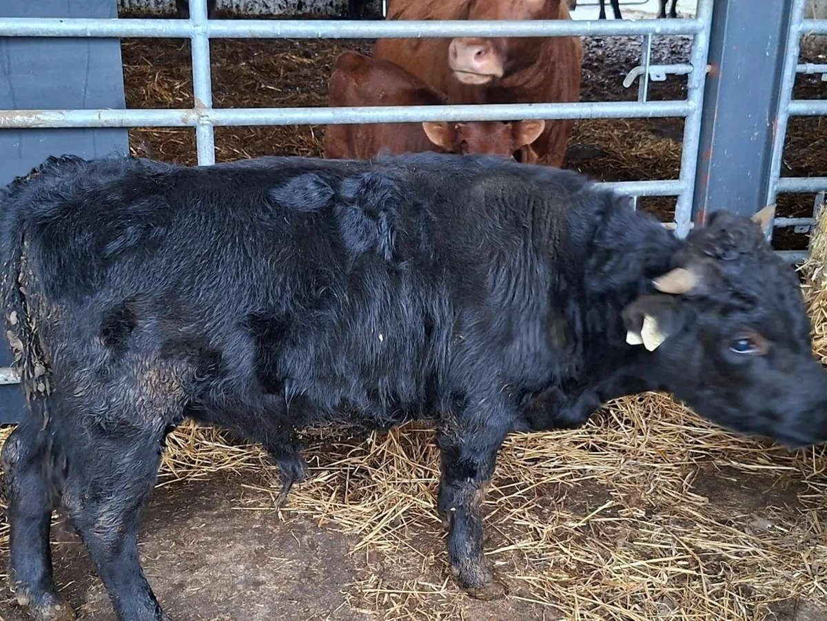 Organic Dexter Bullocks - Image 4