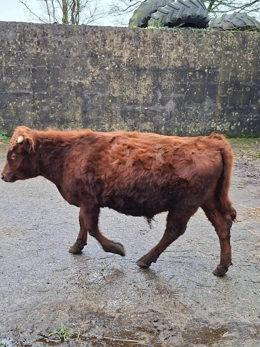 Organic Dexter Bullocks - Image 1