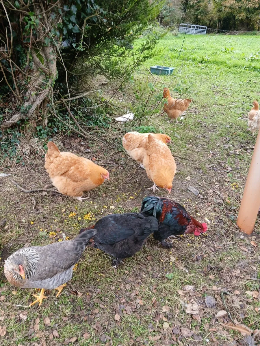 Buff Orpington pullets for sale €20 - Image 1
