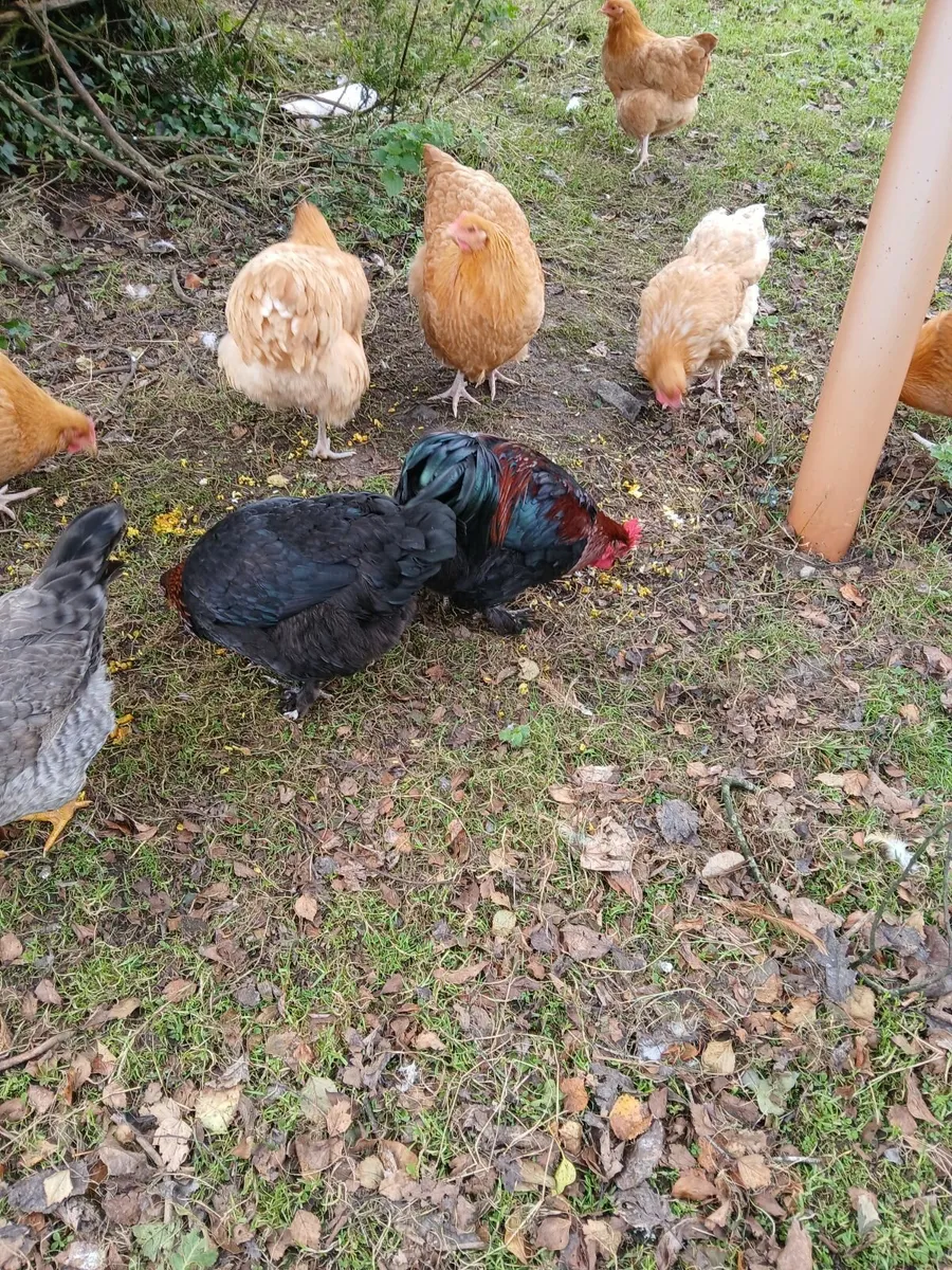 Buff Orpington pullets for sale €20 - Image 2