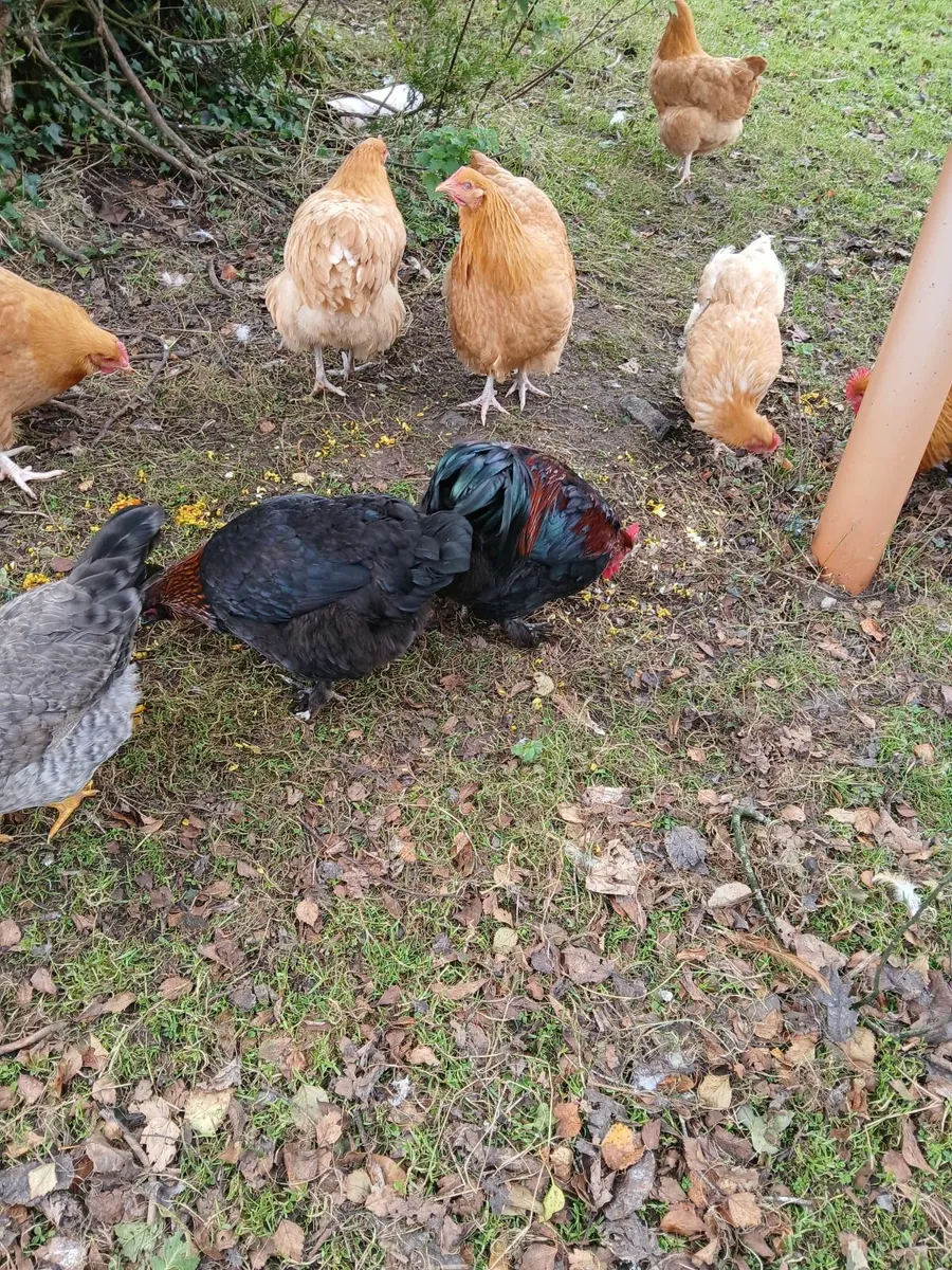 Buff Orpington pullets for sale €20 - Image 3