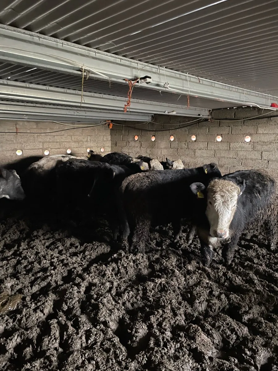 Heifer weanlings - Image 1