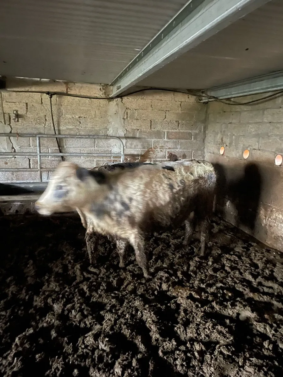 Heifer weanlings - Image 3