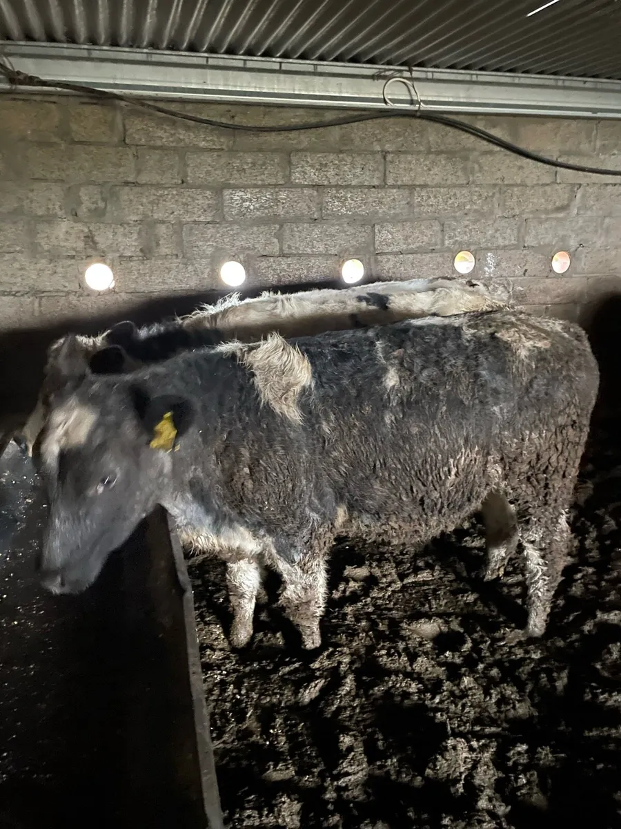 Heifer weanlings - Image 4