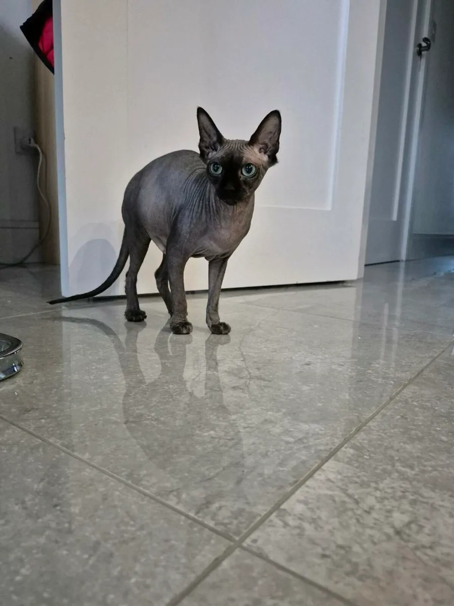 Sphynx Female Cat - Image 3