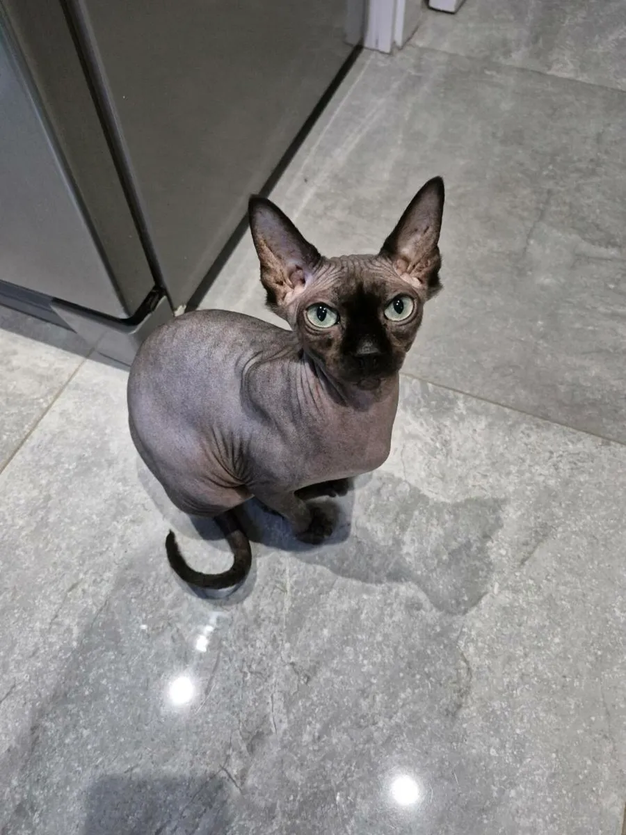 Sphynx Female Cat - Image 1