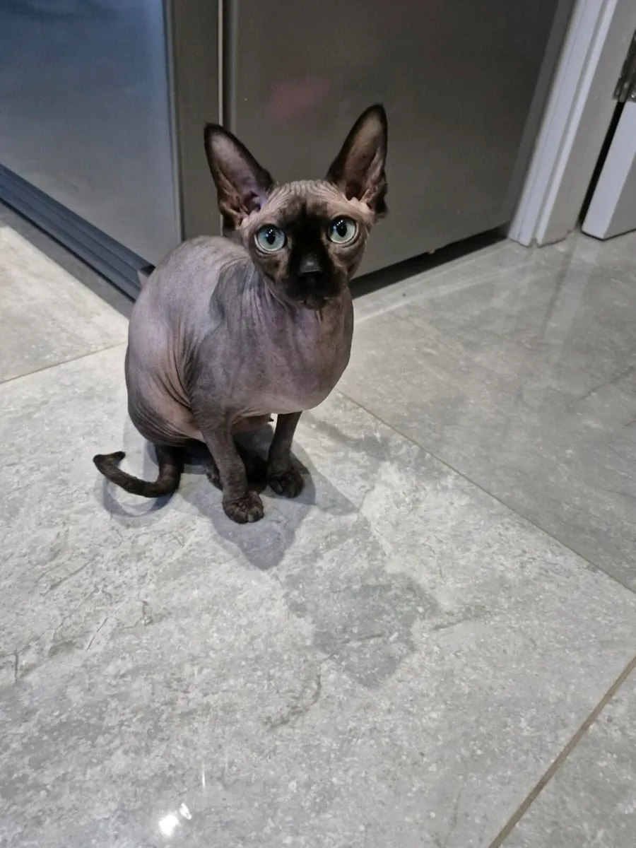 Sphynx Female Cat - Image 2