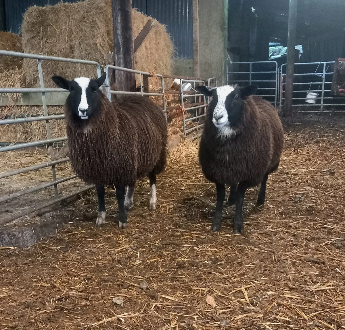 Coloured Ewe lambs - Image 3
