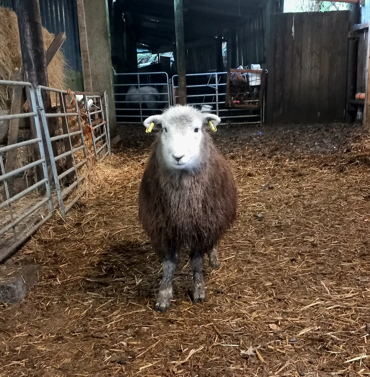 Coloured Ewe lambs - Image 4