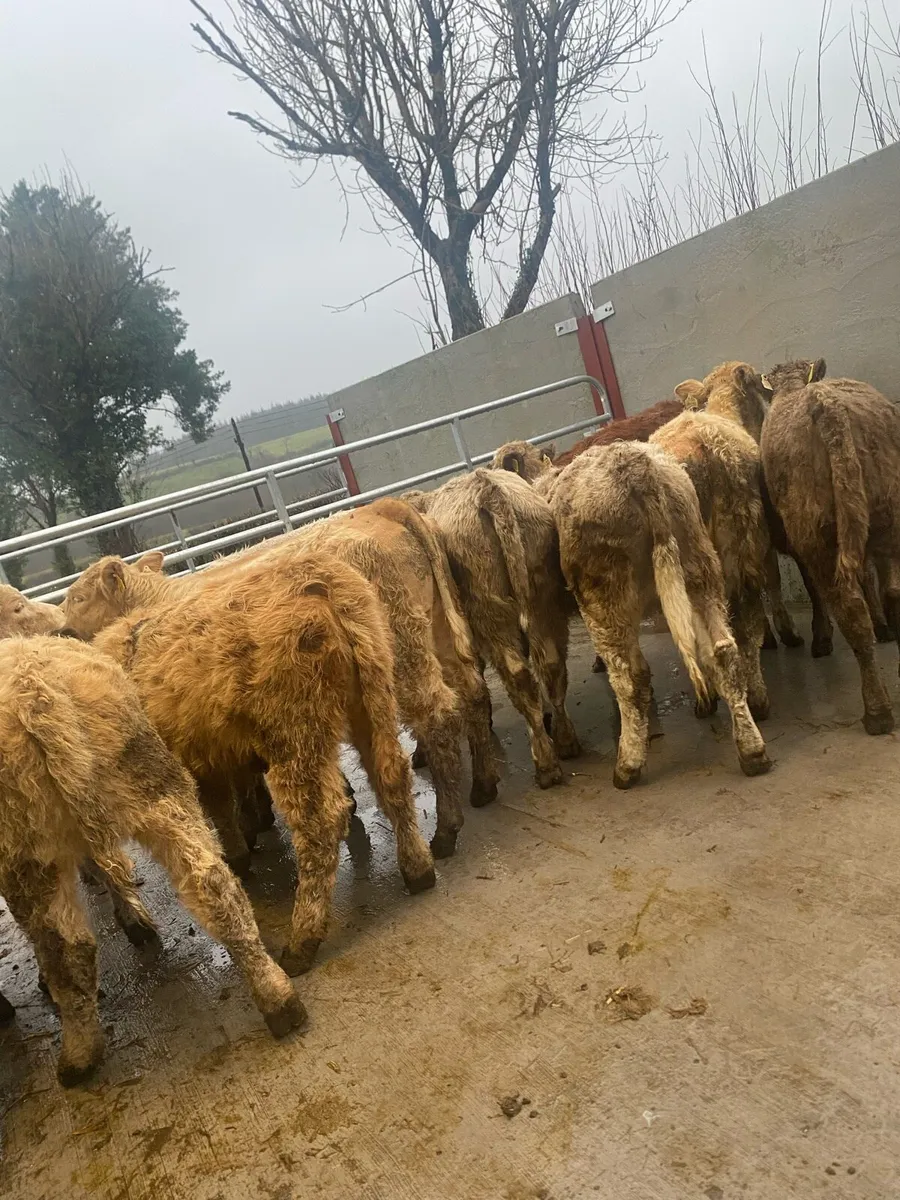 10 heifer weanlings - Image 2