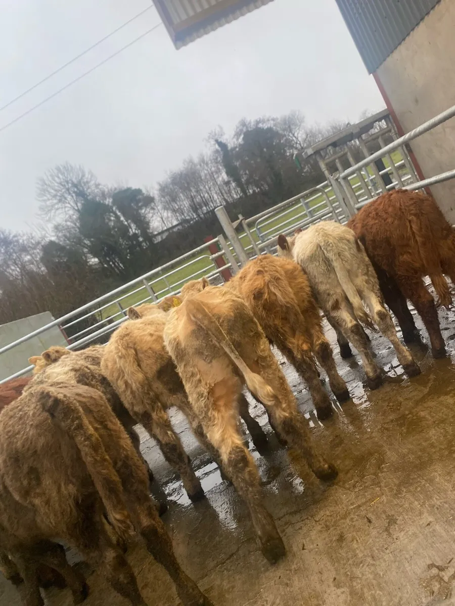 10 heifer weanlings - Image 3