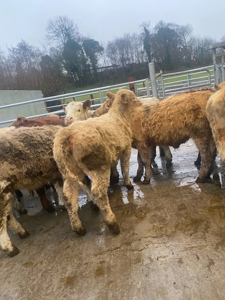 10 heifer weanlings - Image 4