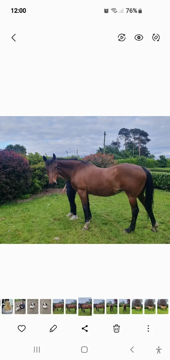 Horse for sale - Image 2